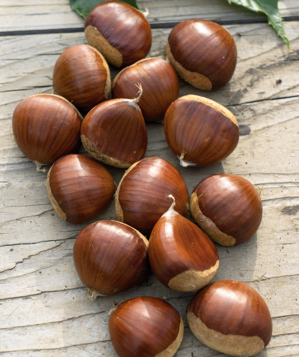Gideon Chinese Chestnuts on a table, various brown shelled nuts on a table