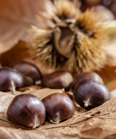 Homestead Chinese Chestnuts, various brown shelled chestnuts on a brown leaves