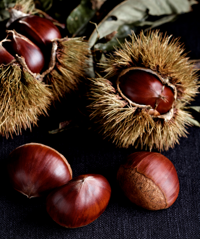 Koar Chinese Chestnuts, several brown shelled chestnuts on a table with some also in spiny seed pods