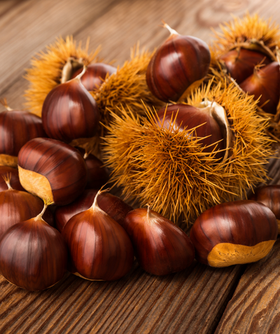 Luval's Monster Hybrid Chestnuts, various brown shelled chestnuts piled on a table with a couple still in the spiny seed pod