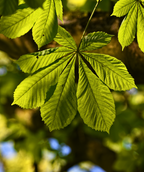 Close up of Peach Chinese Chestnut foliage, winkled looking oblong shaped leaves that are green in color