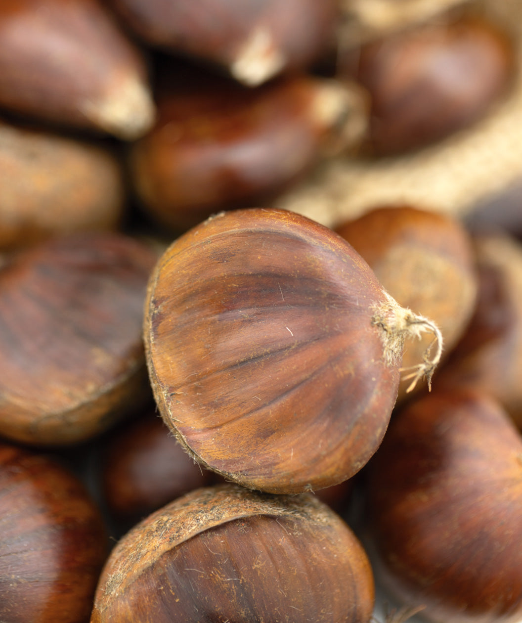 Benton Harbor Chinese Chestnuts, round brown shelled chestnuts in a pile