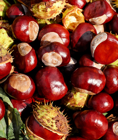 School House Chestnuts, various red-brown colored shelled chestnuts in a pile