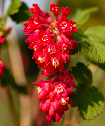 Close up of Catalina Currant Flowers, Clusters of small redish-pink tubular flowers