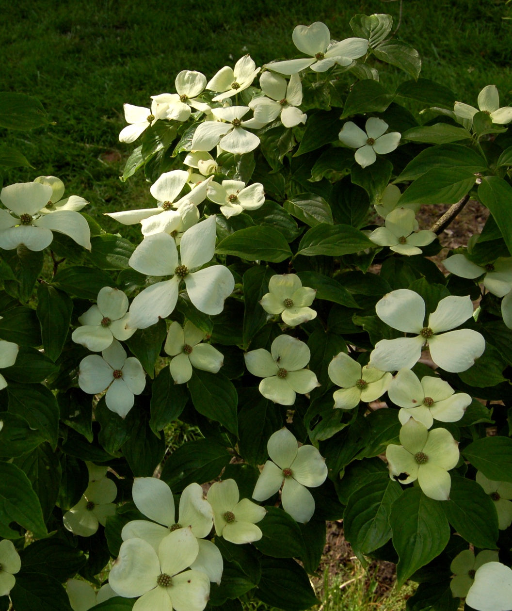 Celestial® Rutgers Dogwood