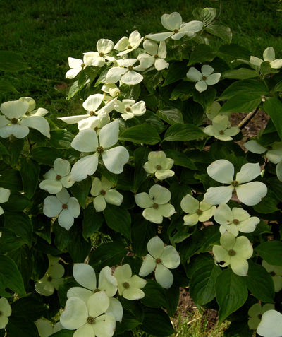 A closeup of the Celestial Dogwood's large, white, four-petaled blooms laying on top of the dark green foliage
