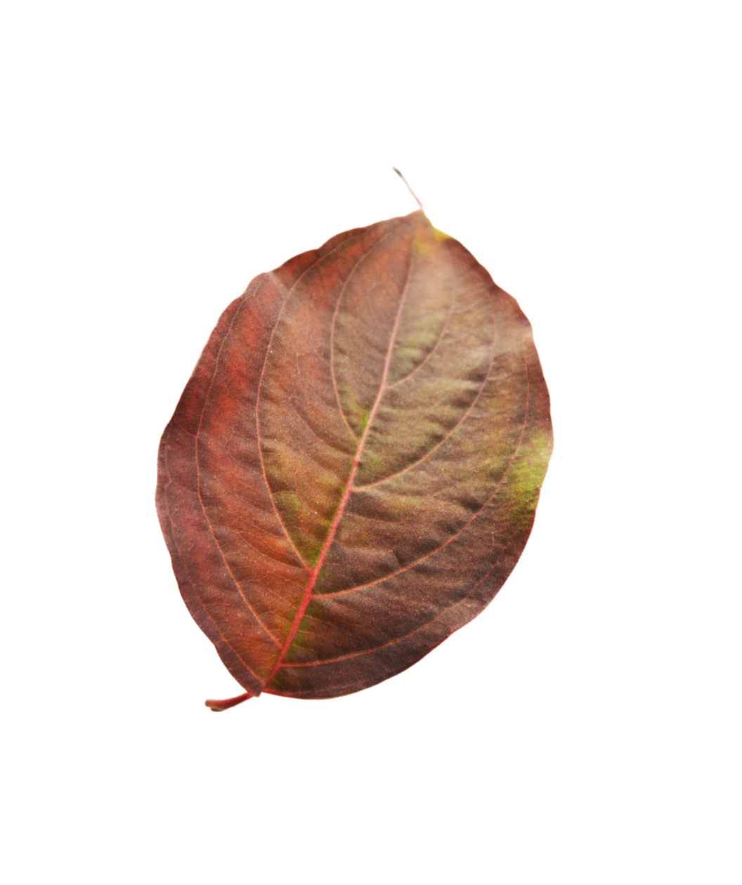 Celestial® Rutgers Dogwood
