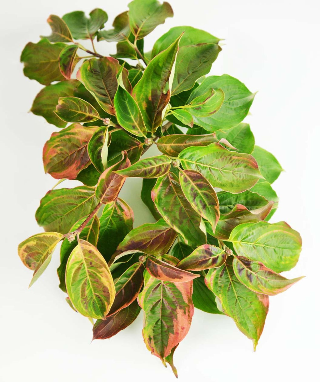 A branch of the Celestial Shadow Dogwood as the yellow and green variegated foliage begins to transition into the pink hues of fall color