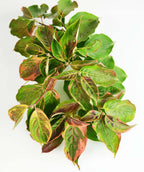 A branch of the Celestial Shadow Dogwood as the yellow and green variegated foliage begins to transition into the pink hues of fall color