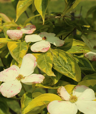 A closeup of the four-petaled, pink-speckled, white blooms of the Celestial Shadow Dogwood against the yellow and green variegated foliage
