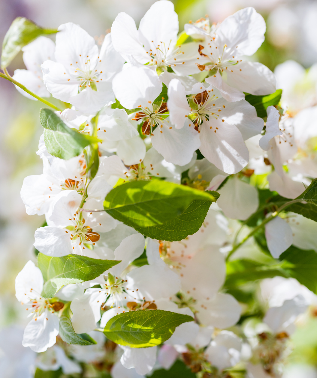 Close up of Centennial Edible Crabapple flowers, cluster of small white fragrant flowers emerging from green conical shaped foliage