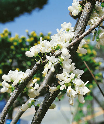 A closeup of the pure white flowers of the Vanilla Twist Weeping Redbud