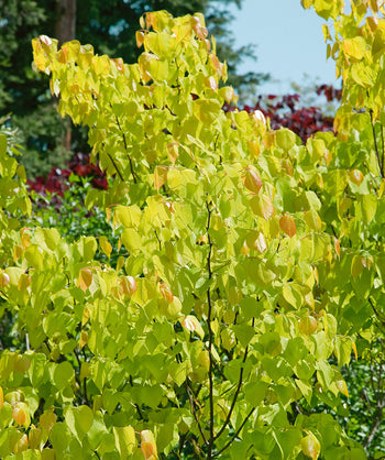 A closeup of the bright yellow to lime green leaves of the Hearts of Gold Redbud. 