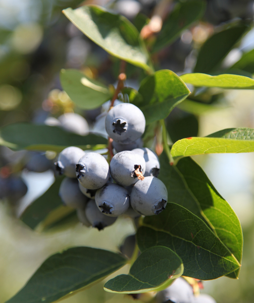 Chandler Highbush Blueberry | #3 Container / QTY of 24 | | each | | Ships in