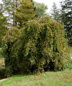Chaparral Weeping Mulberry in landscape