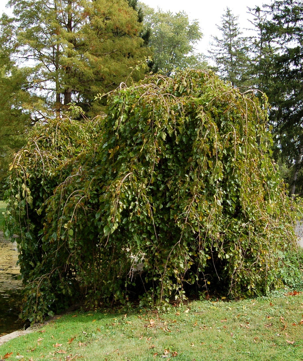 Chaparral Weeping Mulberry in landscape