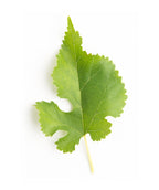 Chaparral Weeping Mulberry green leaf on white