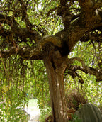 Chaparral Weeping Mulberry closeup of bark under canopy