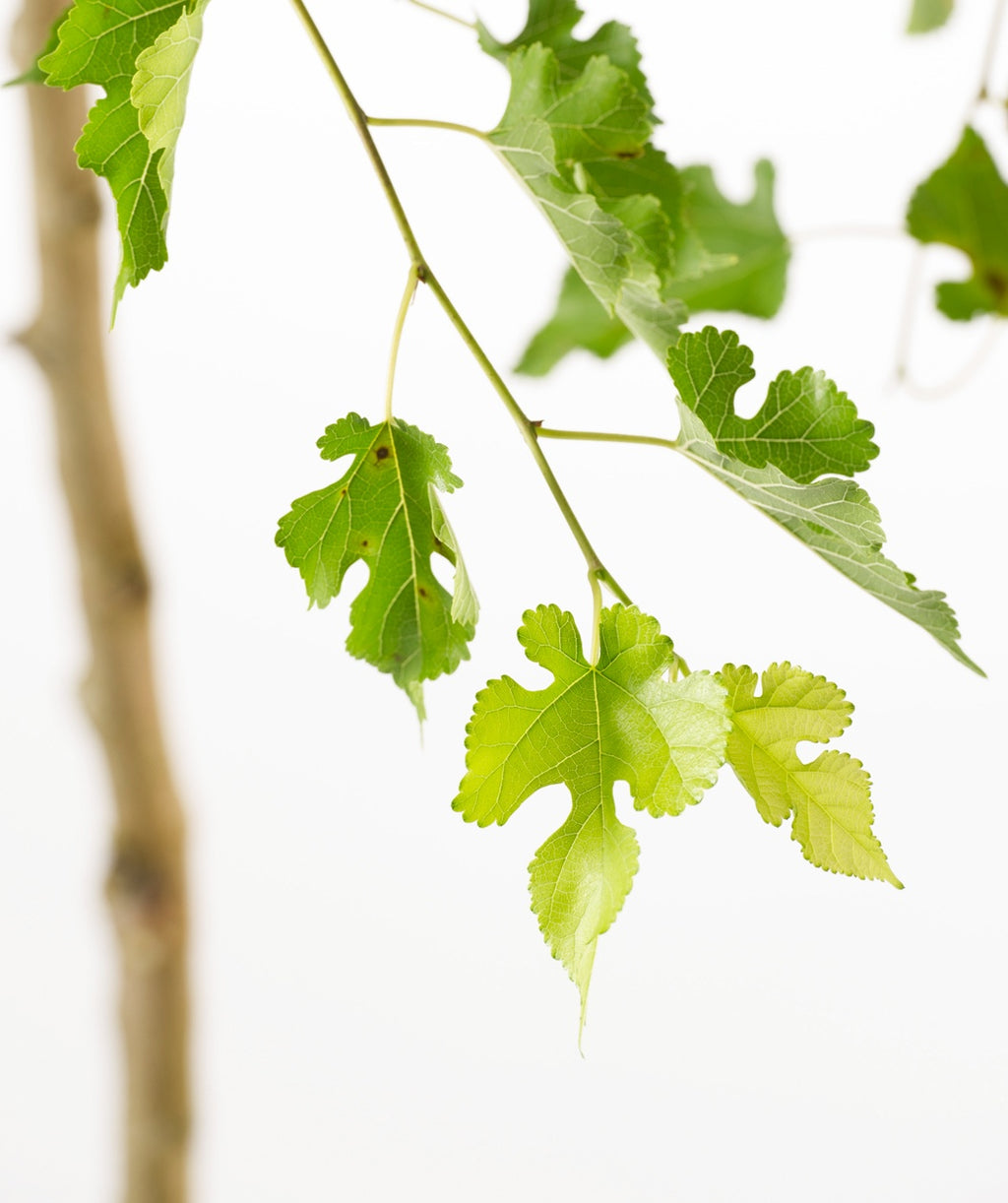 Chaparral Weeping Mulberry green leaves on branch on white