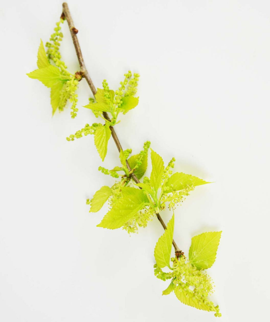 Chaparral Weeping Mulberry green leaves and flowers on white