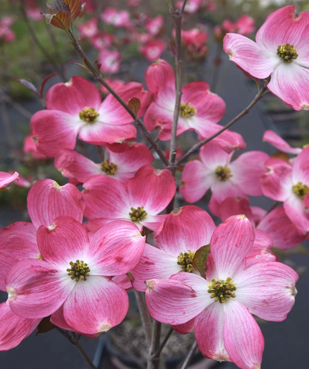 Cherokee Brave Flowering Dogwood flowers, 4 petaled dark pink almost red to white flowers with yellow green centers, the flowers grow similar to the shape of a plus sign