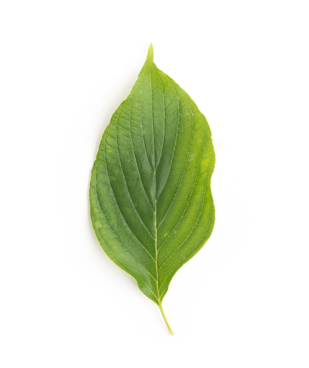 Cherokee Brave Flowering Dogwood leaf on white, green conical shaped leaf on a yellowish colored stem