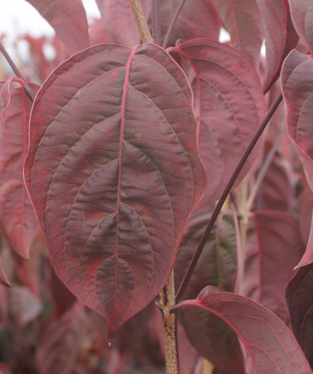 Cherokee Brave Flowering Dogwood leaf with fall color, in fall the conical leaves turn a dark red to purple color
