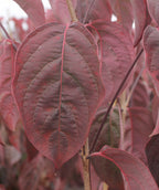 Cherokee Brave Flowering Dogwood leaf with fall color, in fall the conical leaves turn a dark red to purple color