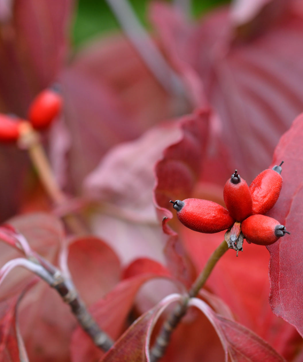 Close up of Cherokee Brave Flowering Dogwood berries, red oval shaped berries loved by birds