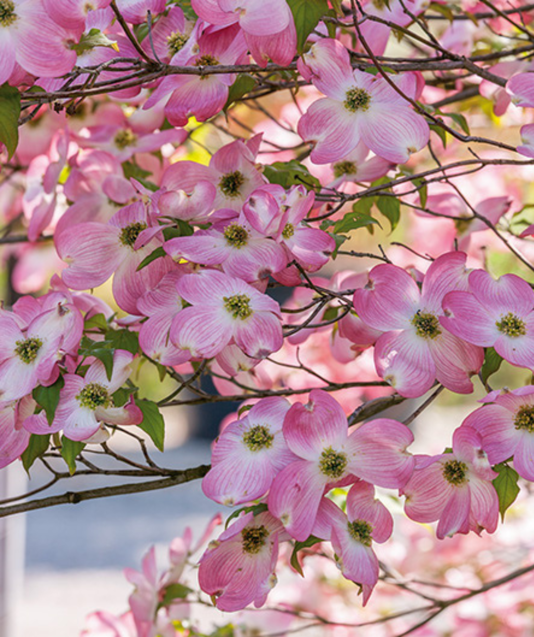 Cherokee Brave Flowering Dogwood flowers, 4 petaled dark pink almost red to white flowers with yellow green centers, the flowers grow similar to the shape of a plus sign, you can also see the green leaves starting to push through under the flowers