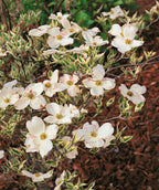 A closeup of the four petaled, white blooms belonging to the Cherokee Daybreak Dogwood, as the variegated cream and green leaves begin to emerge