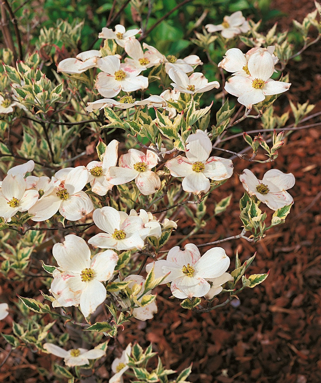 A closeup of the four petaled, white blooms belonging to the Cherokee Daybreak Dogwood, as the variegated cream and green leaves begin to emerge