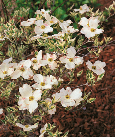 A closeup of the four petaled, white blooms belonging to the Cherokee Daybreak Dogwood, as the variegated cream and green leaves begin to emerge
