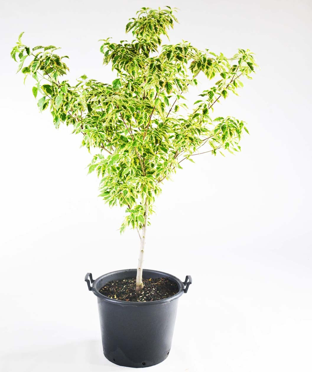The Cherokee Daybreak Dogwood in a black nursery pot covered in the yellow and green variegated foliage on a white background 