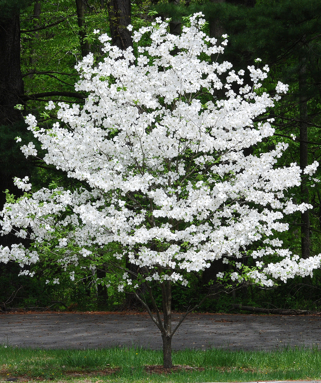 A large Cherokee Princess Dogwood planted in a landscape, covered top to bottom in the large, white blooms in Spring
