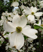 A closeup of the four petaled, white blooms belonging to the Cherokee Princess Dogwood, planted in a landscape