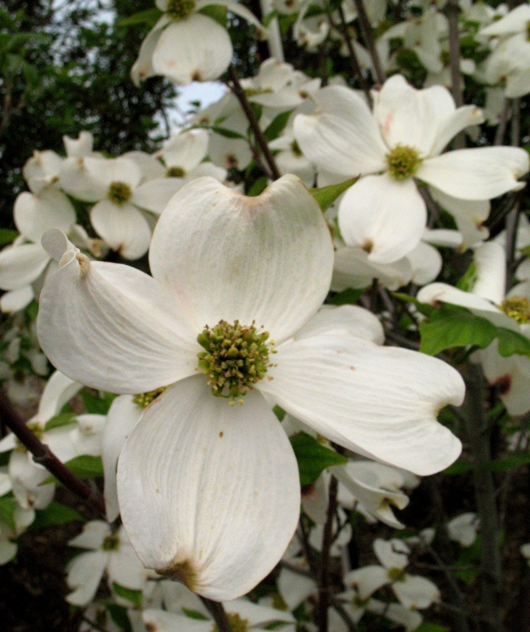 A closeup of the four petaled, white blooms belonging to the Cherokee Princess Dogwood, planted in a landscape