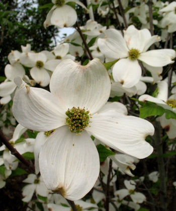 A closeup of the four petaled, white blooms belonging to the Cherokee Princess Dogwood, planted in a landscape