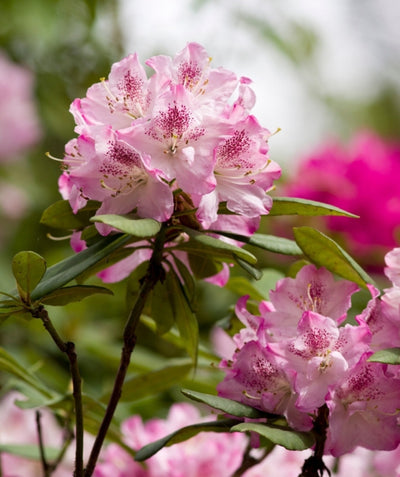 Close up of Cherry Cheesecake Rhododendron flowers, rounded clusters of medium sized pink and white flowers