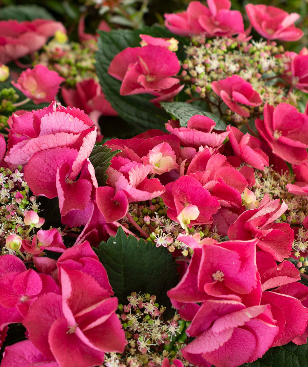 Close up of Cherry Explosion Bigleaf Hydrangea, lots of dark pink almost red flowers with wispy white and light green flower buds