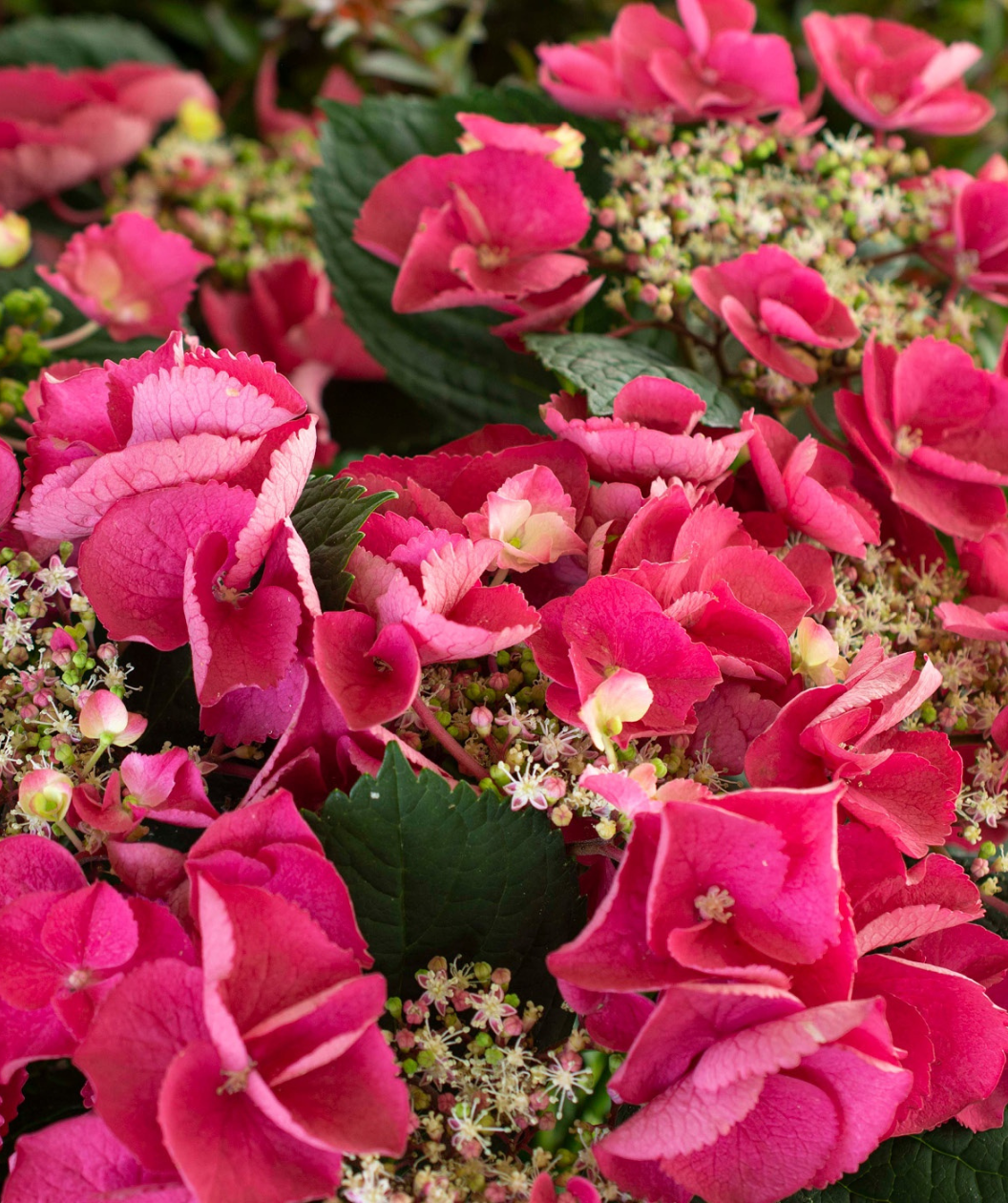 Close up of Cherry Explosion Bigleaf Hydrangea, lots of dark pink almost red flowers with wispy white and light green flower buds