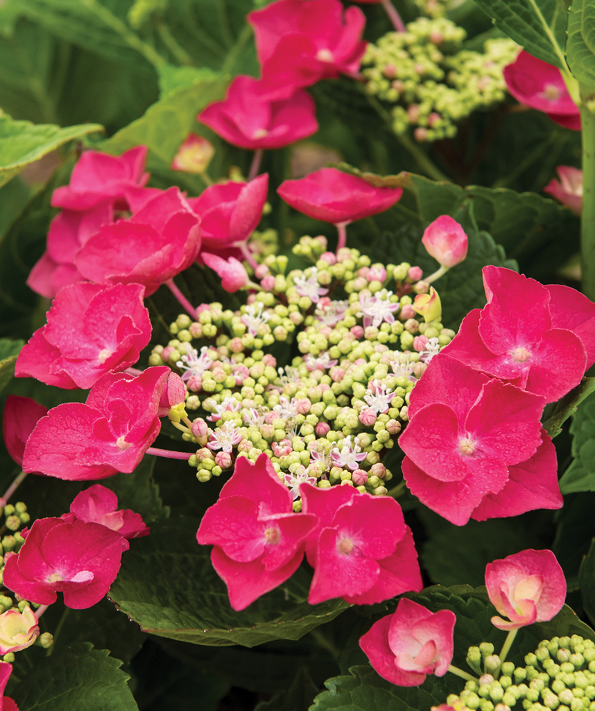 Cherry Explosion Bigleaf Hydrangea | Bower & Branch