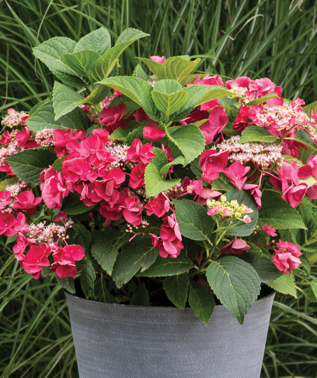 Cherry Explosion Bigleaf Hydrangea, lots of dark pink almost red colored flowers with wispy white to light green colored flower buds and large dark green leaves