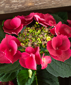 Cherry Explosion Bigleaf Hydrangea, dark pink almost red colored flowers circled around a cluster of more flower buds sat atop of large dark green leaves