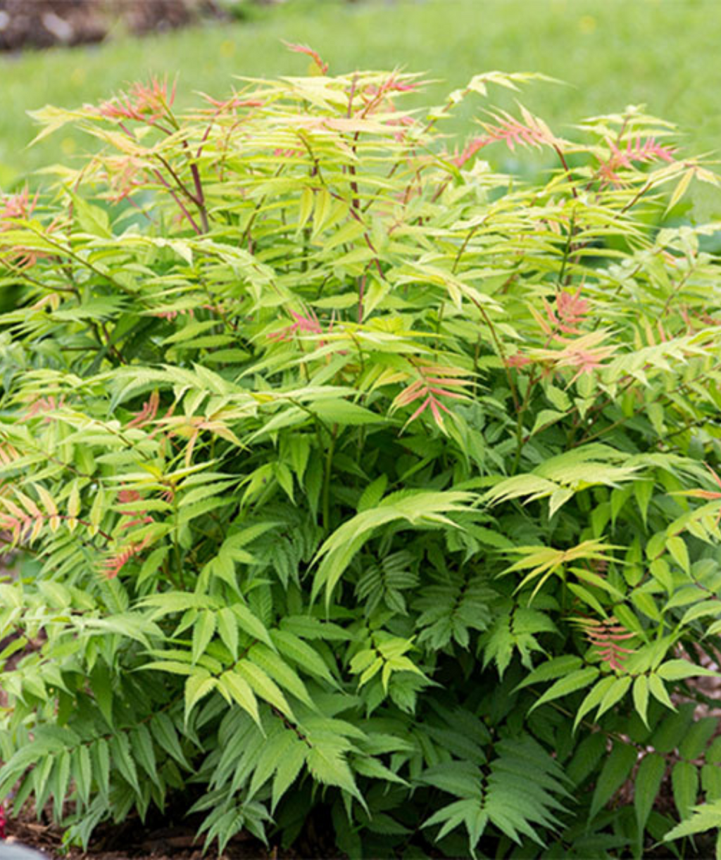 Cherry on Top Sorbaria's young green and red foliage