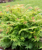 Cherry on Top Sorbaria's young green and red foliage