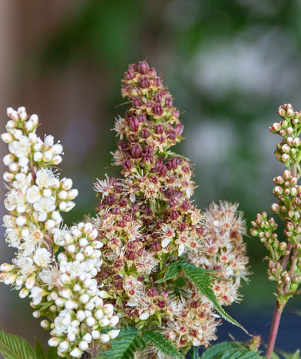 Cherry on Top Sorbaria's cone shaped white flowers cluster blooms