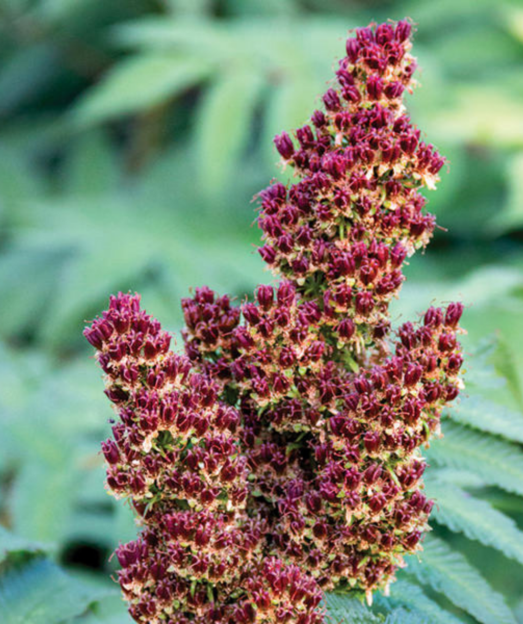 Cherry on Top Sorbaria's cone-shaped deep red clusters 