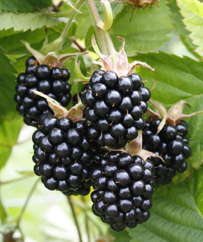 Close up of Chester Thornless Blackberry, various edible small berries that are black in color