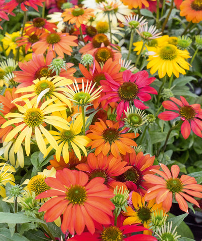 Cheyenne Spirit Coneflower colorful flowers in hues of reds, oranges, yellows, pinks and white in landscape